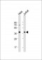 HSP40 Antibody